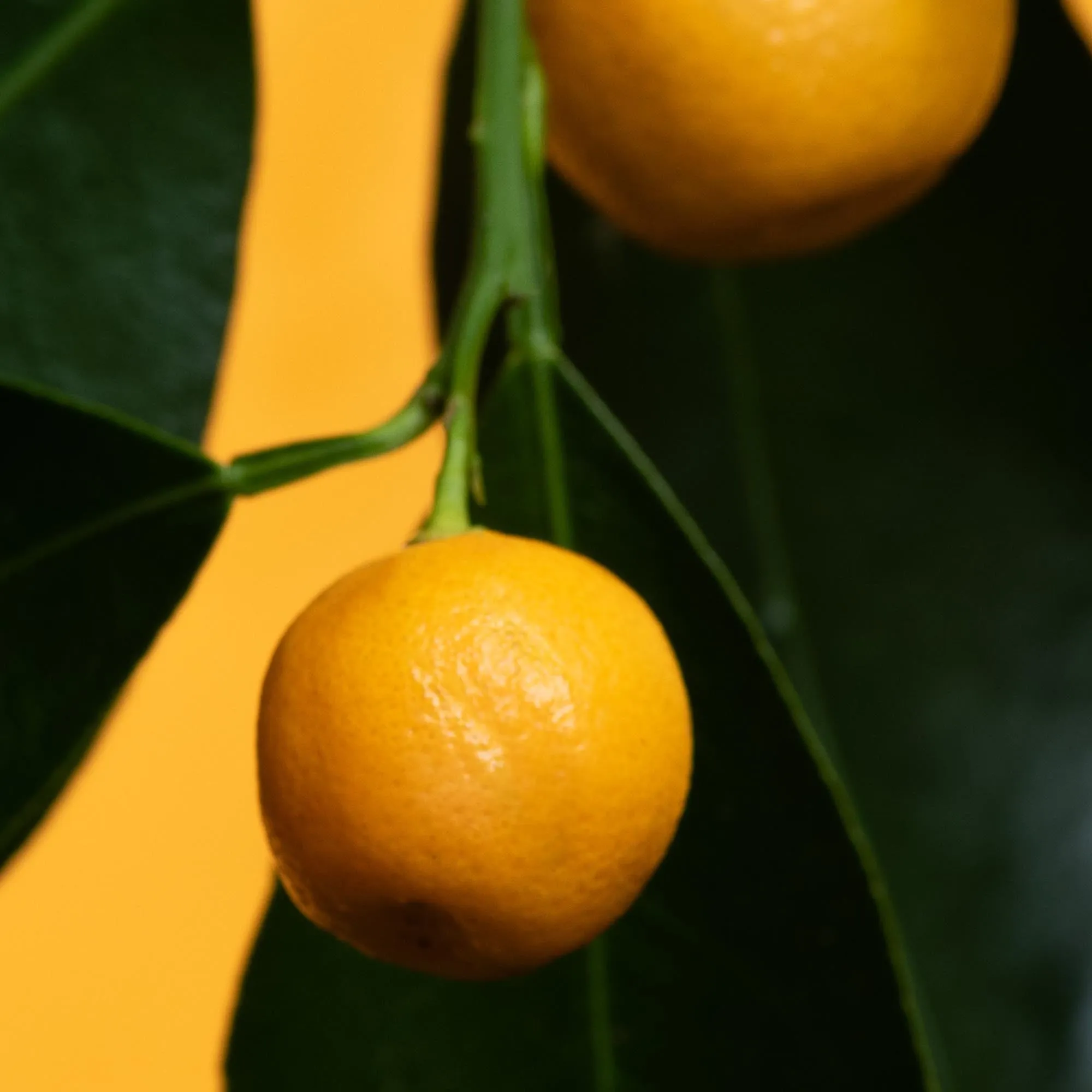 Volumizing Shampoo & Conditioner Infused with Essential Oils :  super leaves™ essential oils